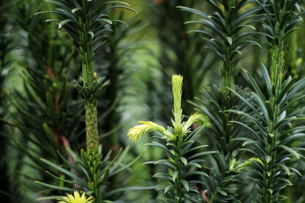 Spanning 53 acres of cultivated gardens and natural wetlands, this free public garden offers therapeutic nature immersion throughout the seasons.