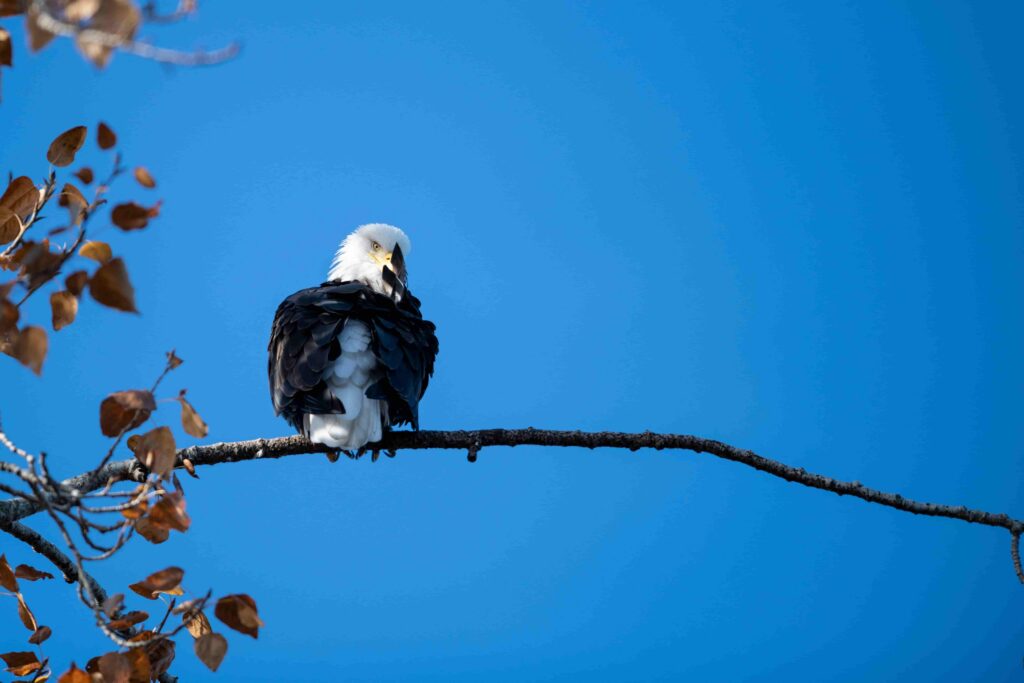 - With over 28 miles of trails through peaceful forest, this nearby state park offers immersive nature experiences that promote mental clarity and emotional healing.