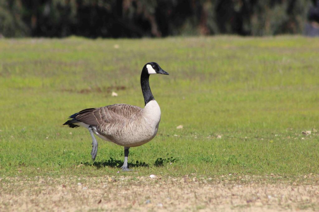 - This urban nature preserve offers quiet trails and wildlife viewing opportunities just minutes from our facility.